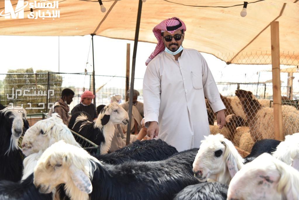 أماكن بيع الأضاحي