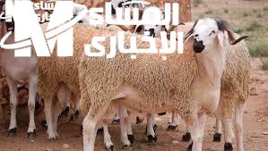 أماكن بيع الخرفان في السعودية 2025