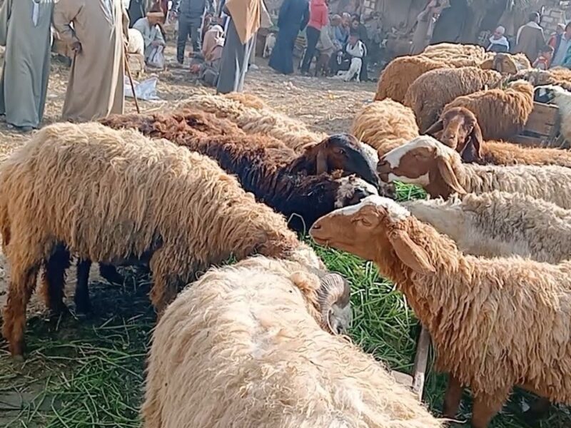 الخرفان نزلت في بدر .. موجودة بسوق حي بدر أماكن بيع الخرفان في السعودية 2025 عرض واسع
