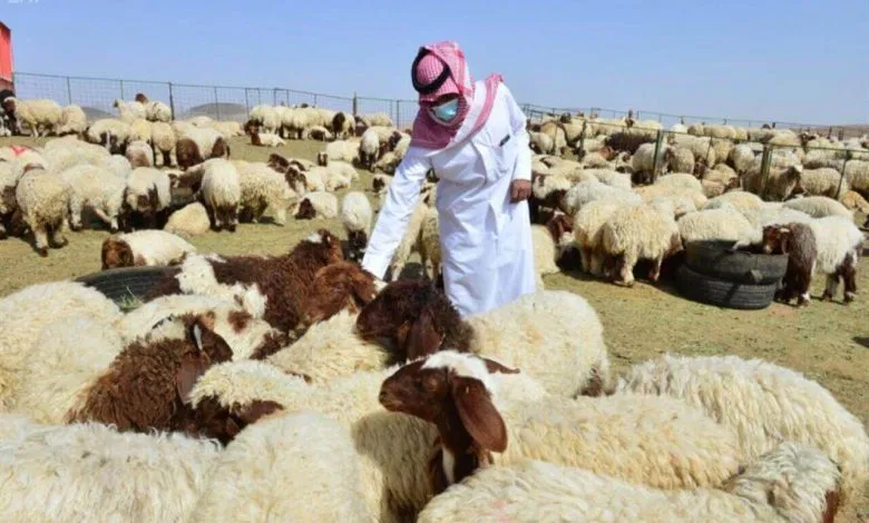 الخرفان دلوقتي تحت بيتك .. أماكن بيع الخرفان في السعودية 2025 كل الأنواع