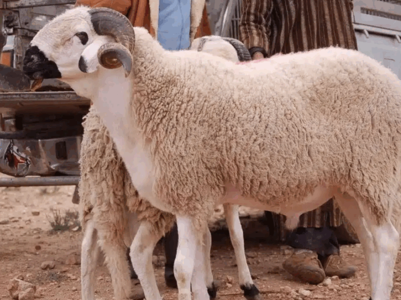 الخروف فين نجيبه.. أماكن بيع الخرفان بالسعودية 2025 تنوع وسهولة