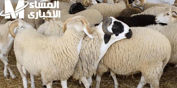 الخرفان وصلات وموجودة بكل مكان في السعودية 2025.. اختار أضحيتك براحتك