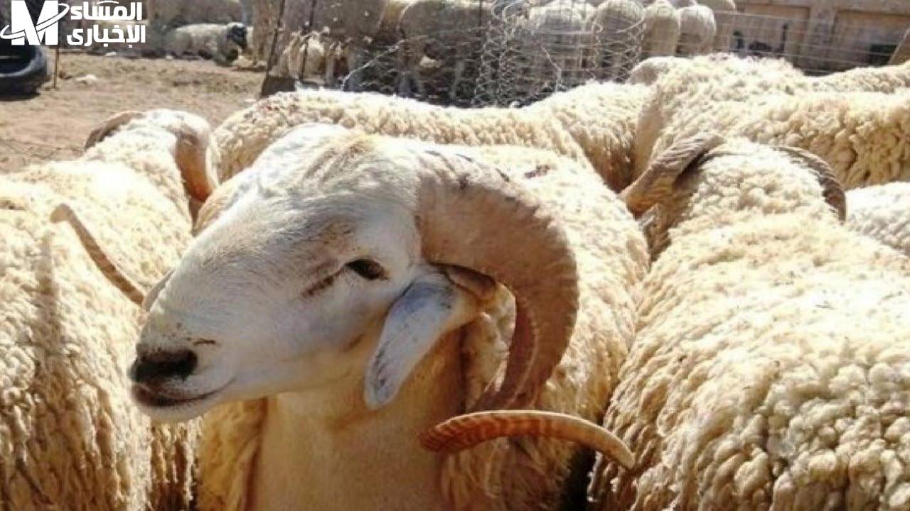 الأضاحي