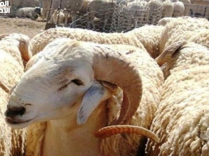 الخروف بينده عليك بصوت عالي .. أسعار الأضاحي 2025 كيلو القائم نار متأججة