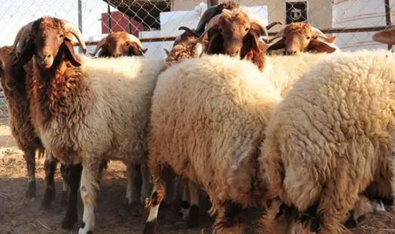الأضحيات دخلت في الجد .. سعر الخروف قائم بالكيلو والعجول والماعز لعيد الأضحى 2025