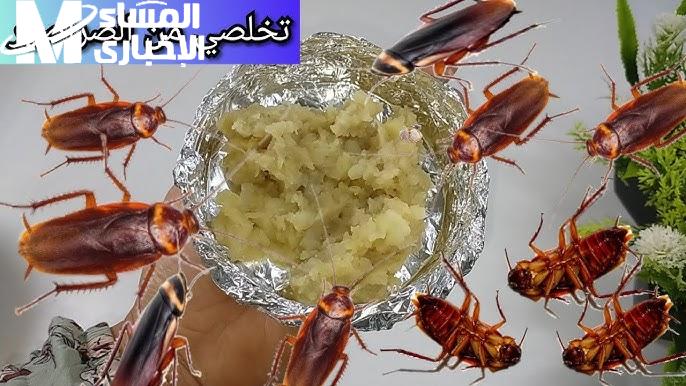 التخلص من النمل والصراصير.. طريقة جبارة بدون كيماويات نهائي