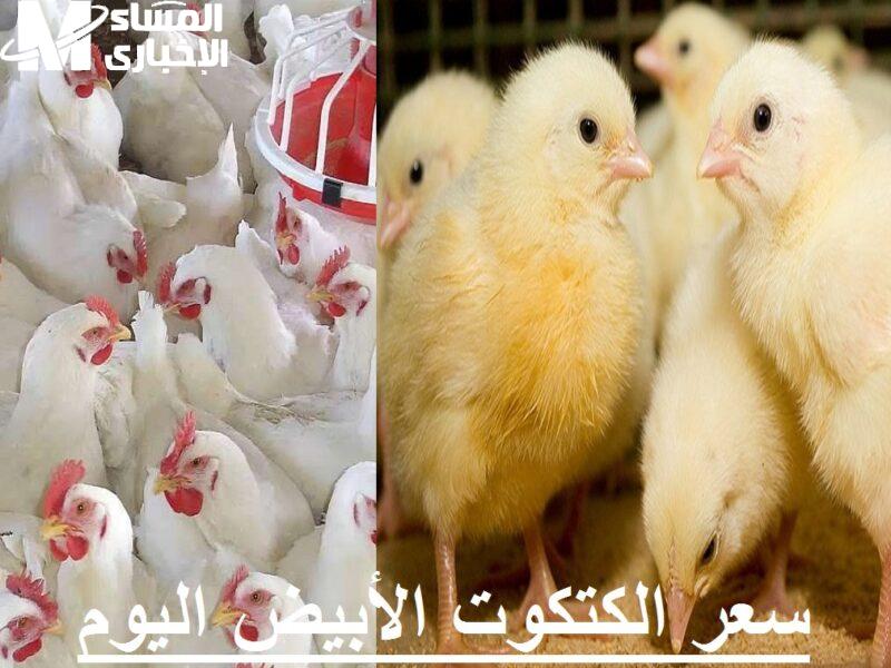 سعر الكتكوت الأبيض والفراخ