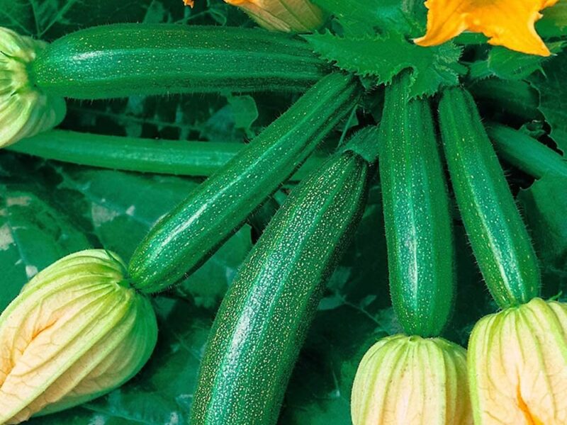 لو مفيش غيرها على السفرة، إياك تقرب منها! الكوسا دي فيها سم خطير جداً ومش هتصدق