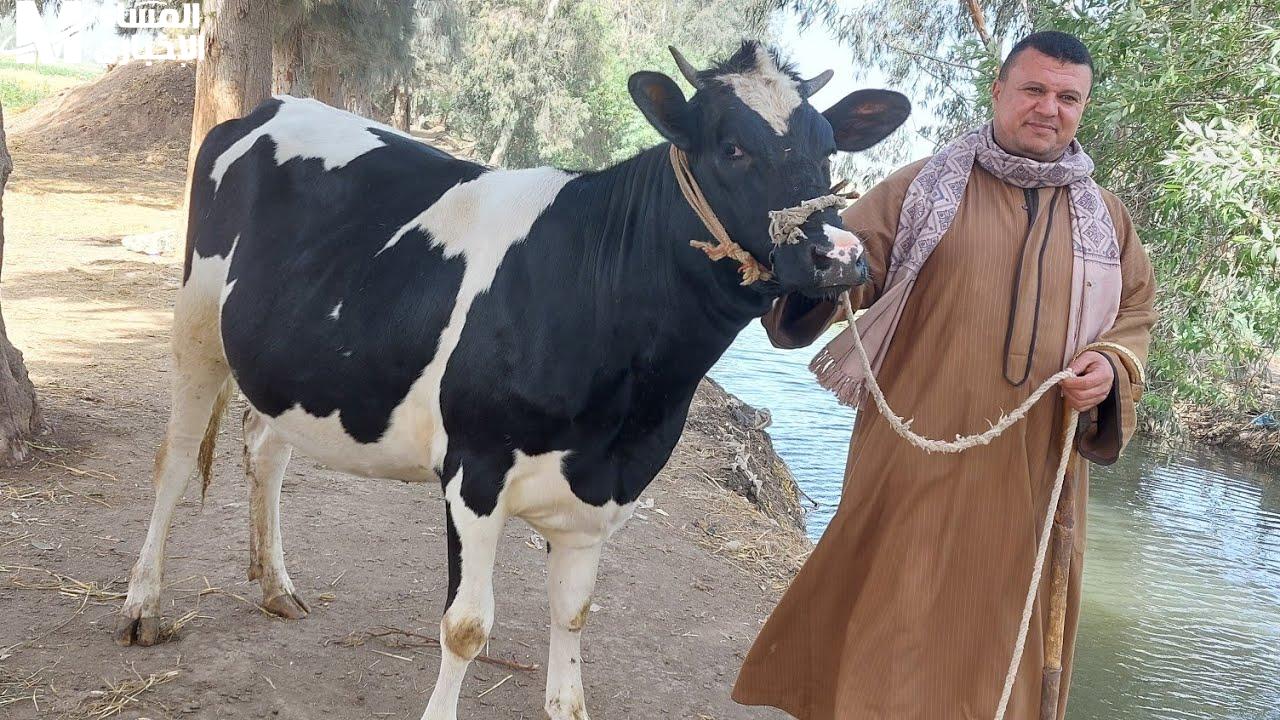 اللحم البقري