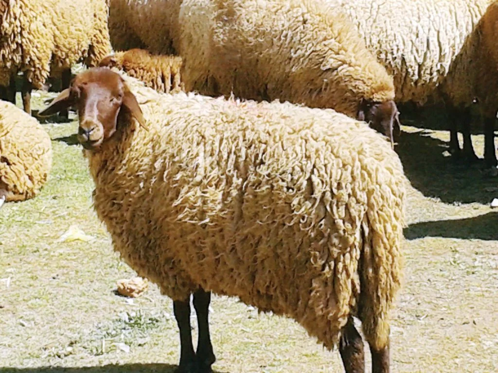 أسعار اللحوم والخراف