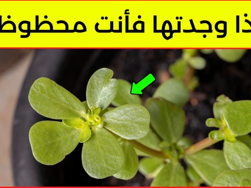 إزاي صحتك بتتأثر من غير ما تحس؟ اعرف السر اللي بيخلي جسمك يتعب من عوامل حواليك وإنت مش واخد بالك