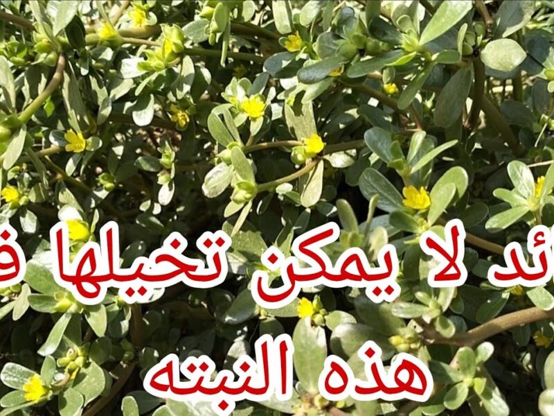 نبتة الرجلة الصغيرة.. أعظم سر طبيعي لتعزيز صحتك وتنظيم السكر والضغط