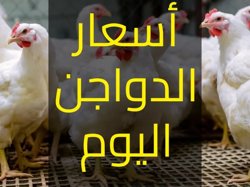 الكتكوت قلب الطاولة فعلًا .. سعر الكتكوت الأبيض والفراخ اليوم 17/5/2025 صدمة فلاحين