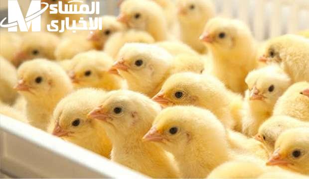 صوت الفرخة عالي.. تعرف علي سعر الكتكوت الأبيض والفراخ اليوم الخميس 8/5/2025 في مصر حاليا وجبة موفرة
