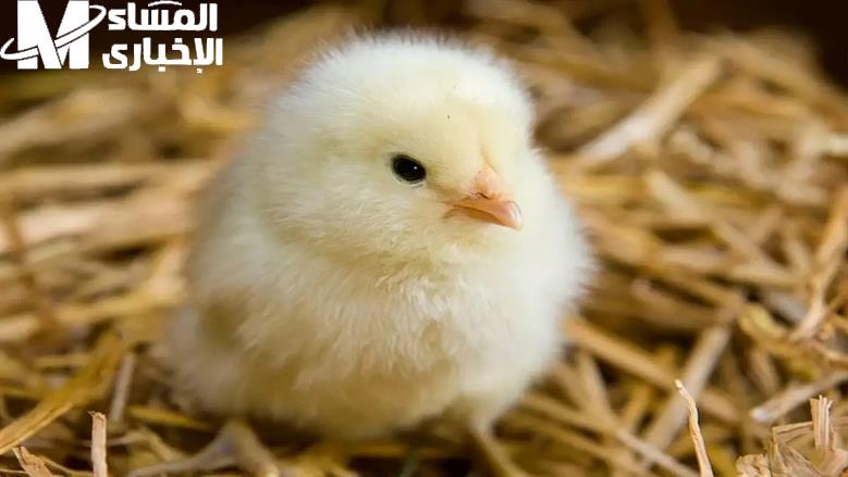 الصوت طالع من الفراخ .. تعرف علي سعر الكتكوت الأبيض والفراخ اليوم الخميس 22/5/2025 في مصر حاليا عرض طازج
