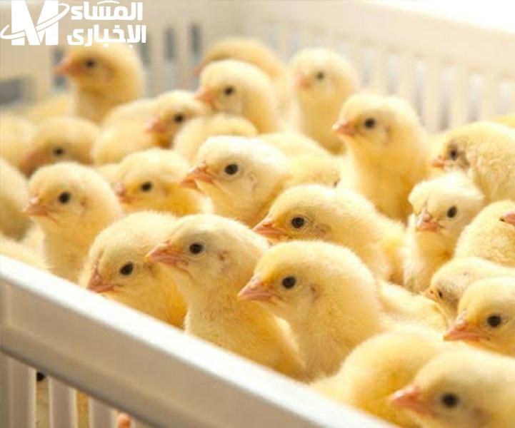 سعر الكتكوت الأبيض والفراخ