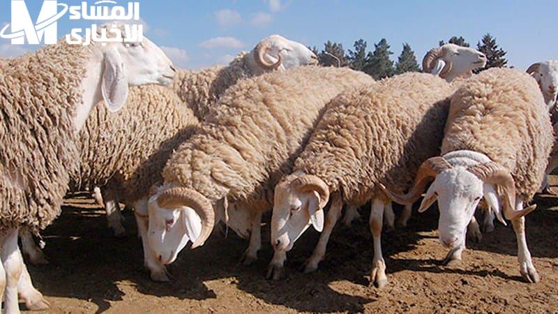 اختار أضحيتك