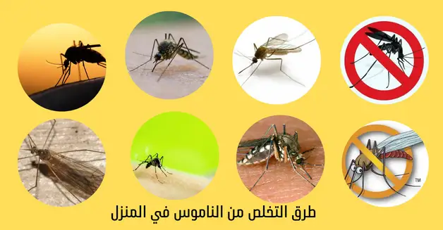 الصيف طرد الناموس برا البيت .. طريقة فعالة للتخلص منه نهائيًا