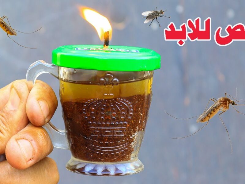 ريحة الصيف طردت الناموس.. طريقة للتخلص من الناموس نهائياً بشكل مضمون