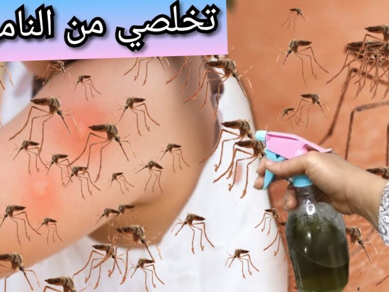 ريحة الصيف قلبت الجو .. طريقة للتخلص من الناموس نهائيًا نتيجة مضمونة