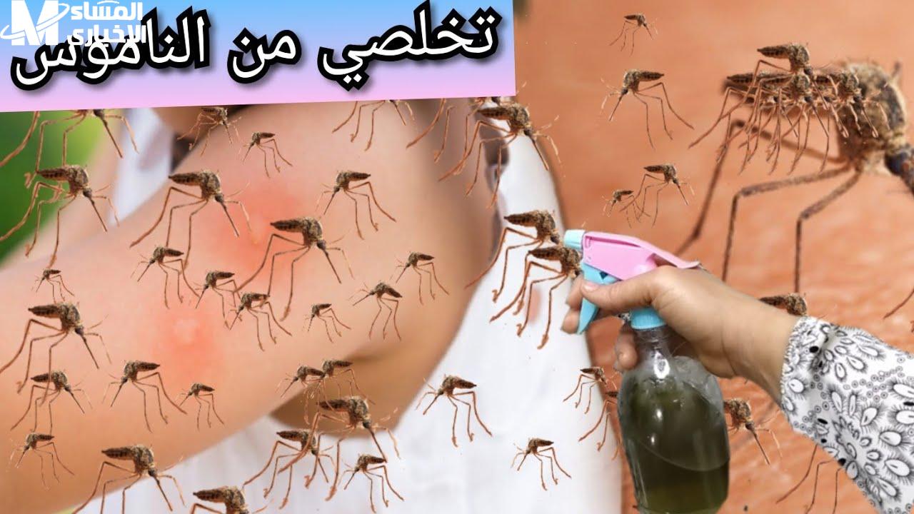 الناموس