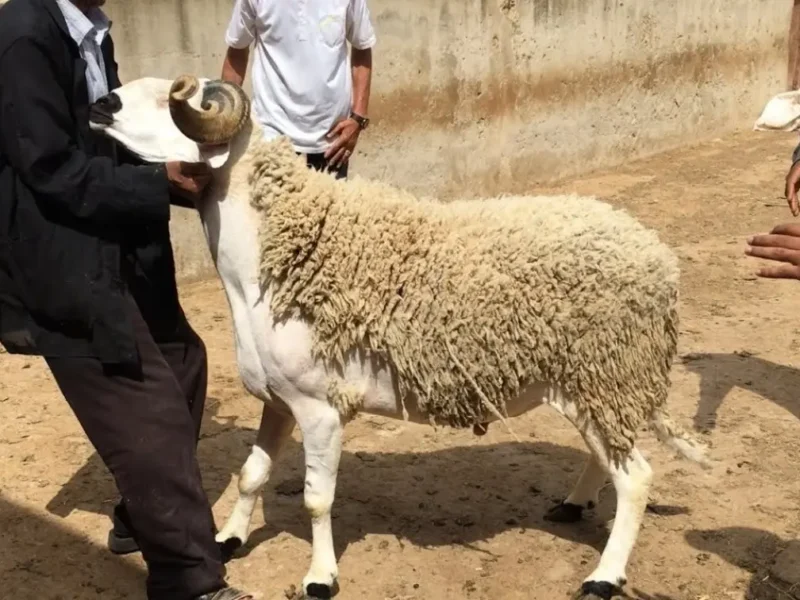 تعليمات الصلاة بالتفصيل.. الأضحى 2025 لكيفية أداء صلاة عيد الأضحى وعدد الركعات في عام 2025 شرح مبسط