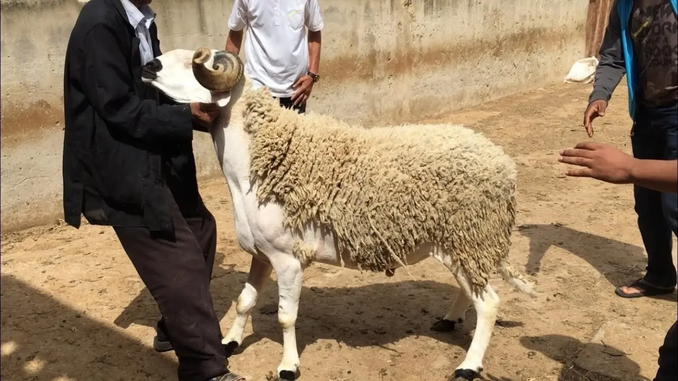 عيد الأضحى في الجزائر
