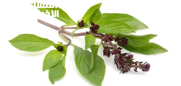 الريحان