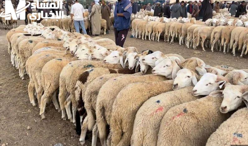 أماكن بيع الخرفان