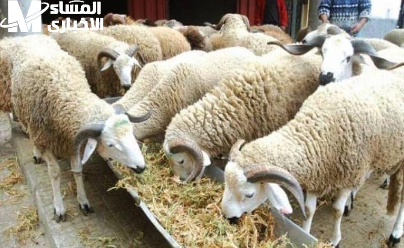 خروف العيد.. أماكن بيع الخرفان في السعودية 2025 بجميع أنواعه أصالة ولمّة