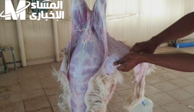 سلخ الخروف ببساطة .. طريقة سلخ الخروف خطوة سهلة