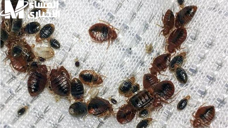 ودّع الحشرات.. طريقة فعالة للتخلص من حشرة الفراش البق نهائياً بيت آمن