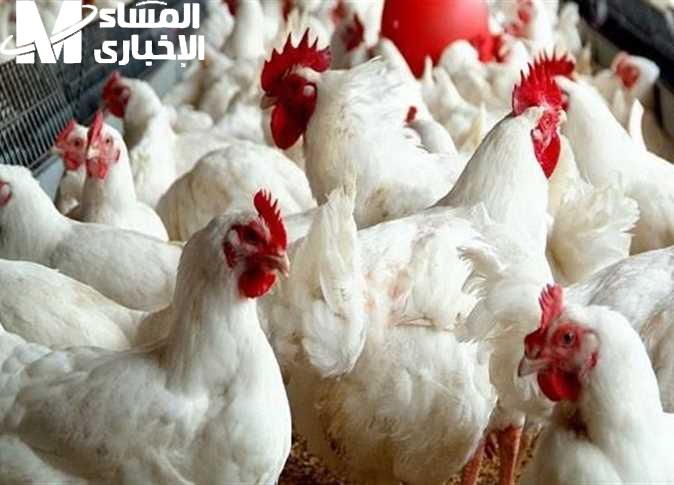 الدواجن البيضاء مش رخيصة زي زمان أسعار الدواجن البيضاء بس على الأقل بتقعد معاك يومين