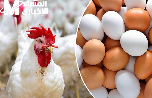 أسعار الفراخ البيضاء والبانية في الأسواق المصرية اليوم… كافة التفاصيل من هنا