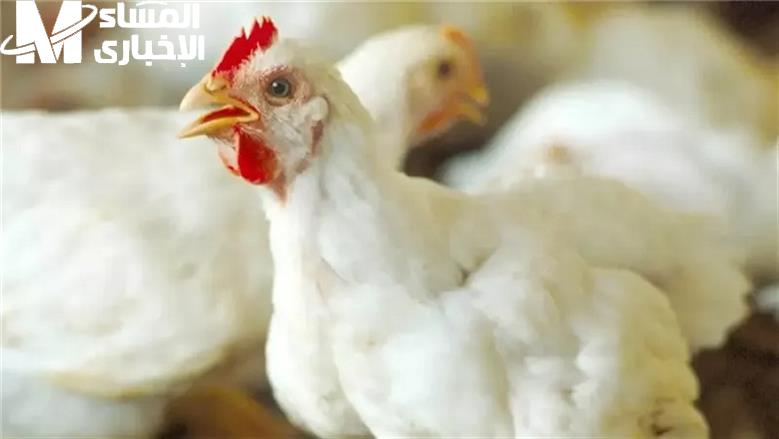 أول بأول.. أسعار الفراخ اليوم الجمعة 13/6/2025