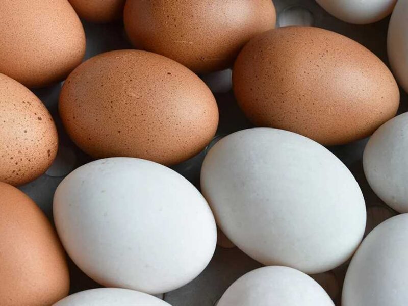 إفطارك جاهز.. أسعار البيض اليوم الخميس 26/6/2025