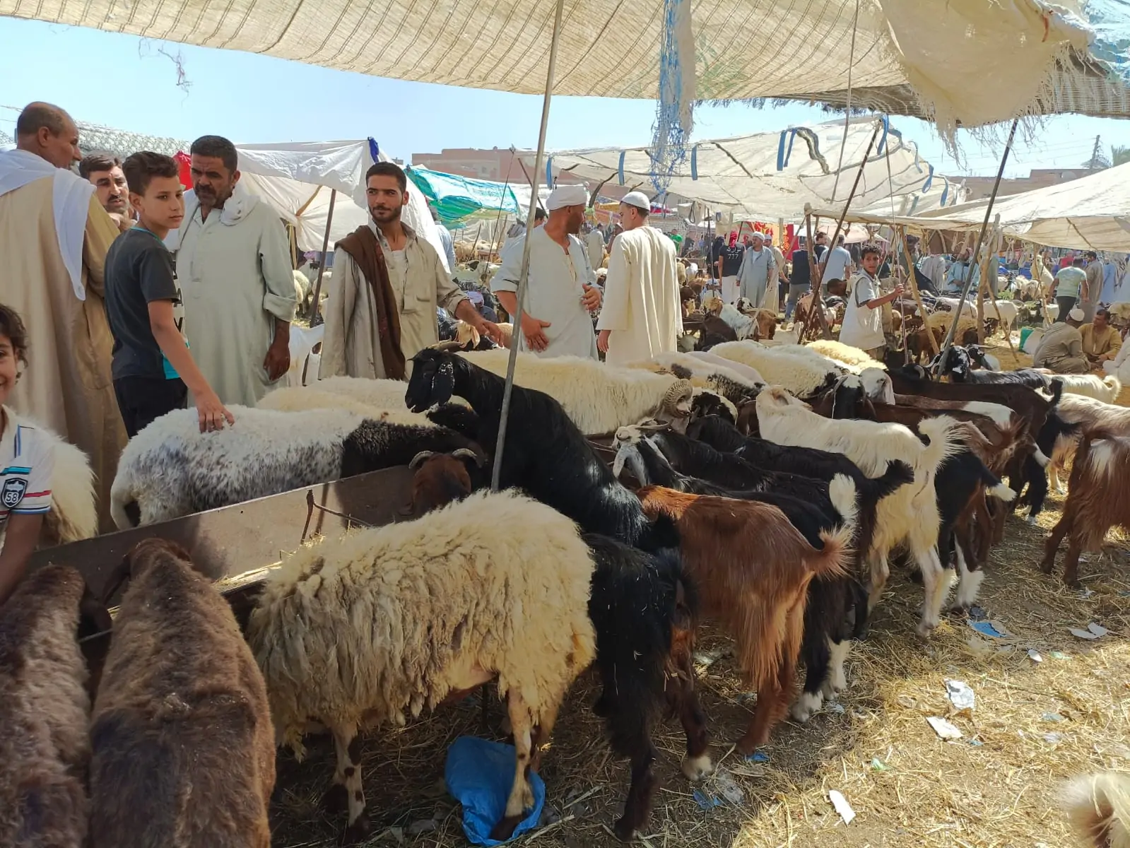 الخروف البرقي