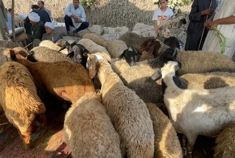 الخروف البرقي عملها.. سعر الخروف البرقي اليوم السبت 7/6/2025 في الأسواق مفيش زيّه