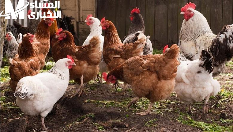 أسعار الفراخ