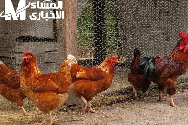 الفراخ في الطريق.. أسعار الفراخ اليوم الثلاثاء 1/7/2025