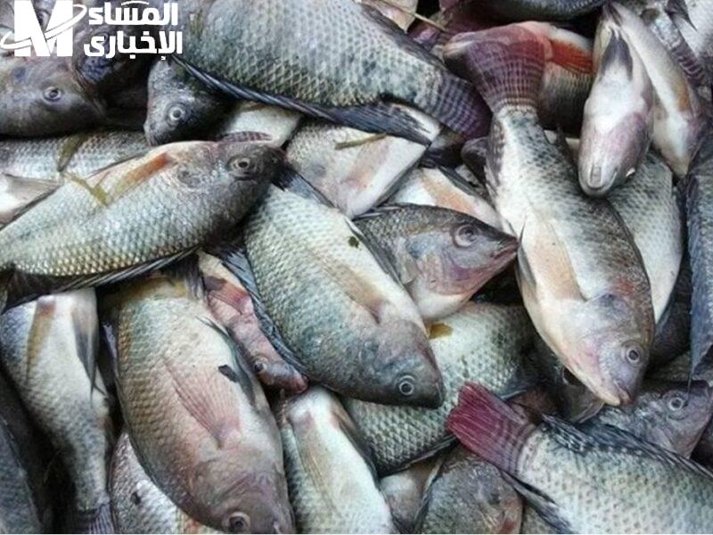 أسعار السمك