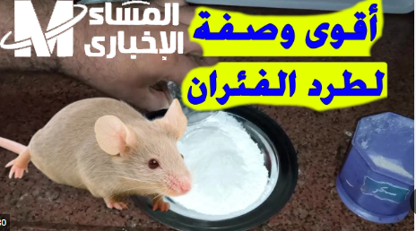 مستحيل يدخلوا بيتك تاني.. وصفة فعالة لطرد الفئران والقوارض بدون سم جربيها وحتشوفي النتيجة