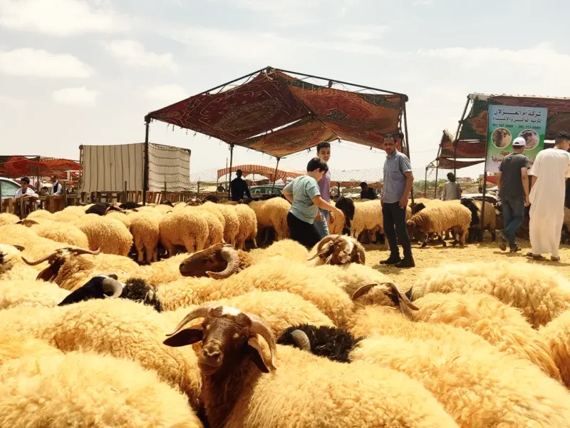 عيد الأضحى في الجزائر.. تعرف على مواعيد إجازة عيد الأضحى في الجزائر راحة وأمل