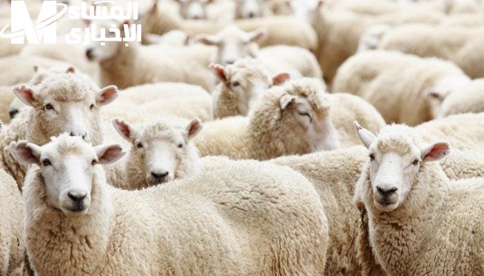 تعال شوف.. أسعار الخروف اليوم الأربعاء 4/6/2025