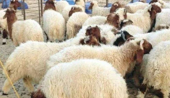سوق الأضاحي دلوقتي.. سعر الخروف البرقي اليوم الأربعاء 4/6/2025 الأسعار هنا