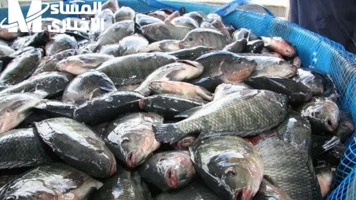 خدها بسرعة.. أسعار السمك اليوم الأربعاء 4/6/2025