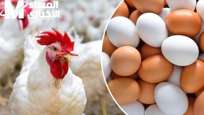 أخبار الكتاكيت.. أسعار الكتاكيت اليوم الأحد 8/6/2025