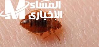 ودّع البق بحركة.. طريقة التخلص من حشرة الفراش البق فعالية مضمونة