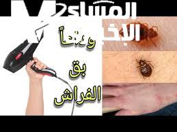 حشرة الفراش البق