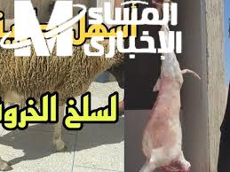 قبضّي على السكين بخبرة.. طريقة سلخ الخروف أمان مطلق